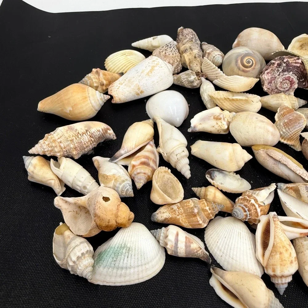 Sea Shells Lot Large White Tan‎ Good Natural Coastal Decor Crafting